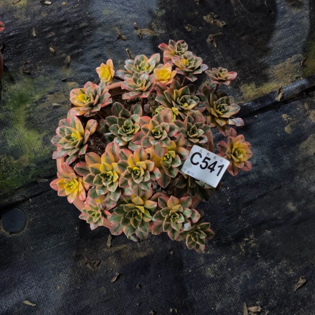【闪购商品】54100甜茶