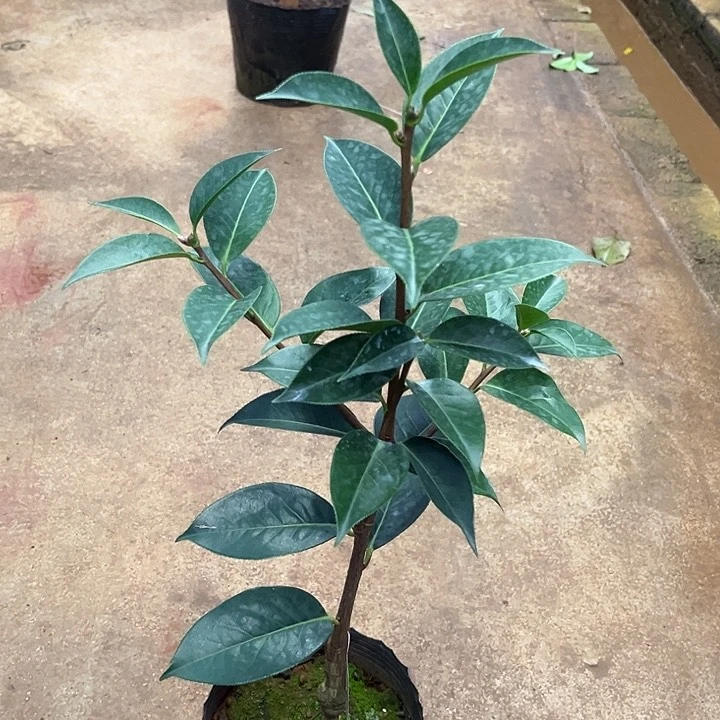 完全开放白邑早桃红