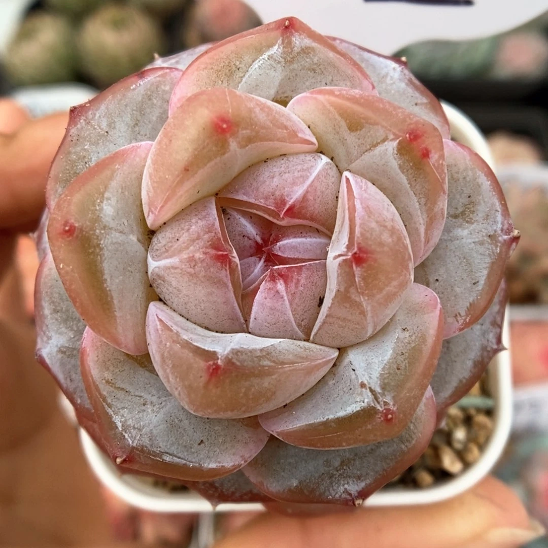 紫心星河可拍982号。