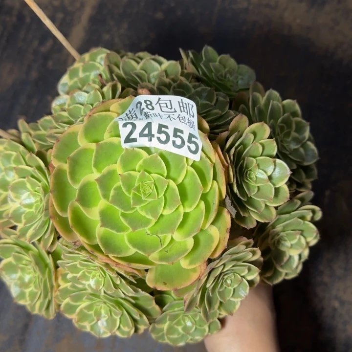 24555南分花妖多肉植物
