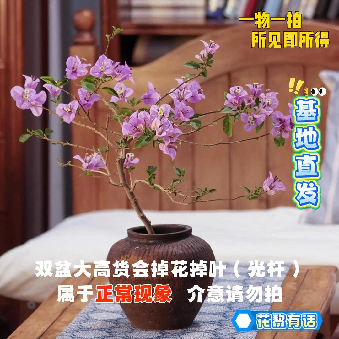 花黎【23单盆一物一拍】会掉花落叶甚至光杆介意慎拍观赏三角梅！
