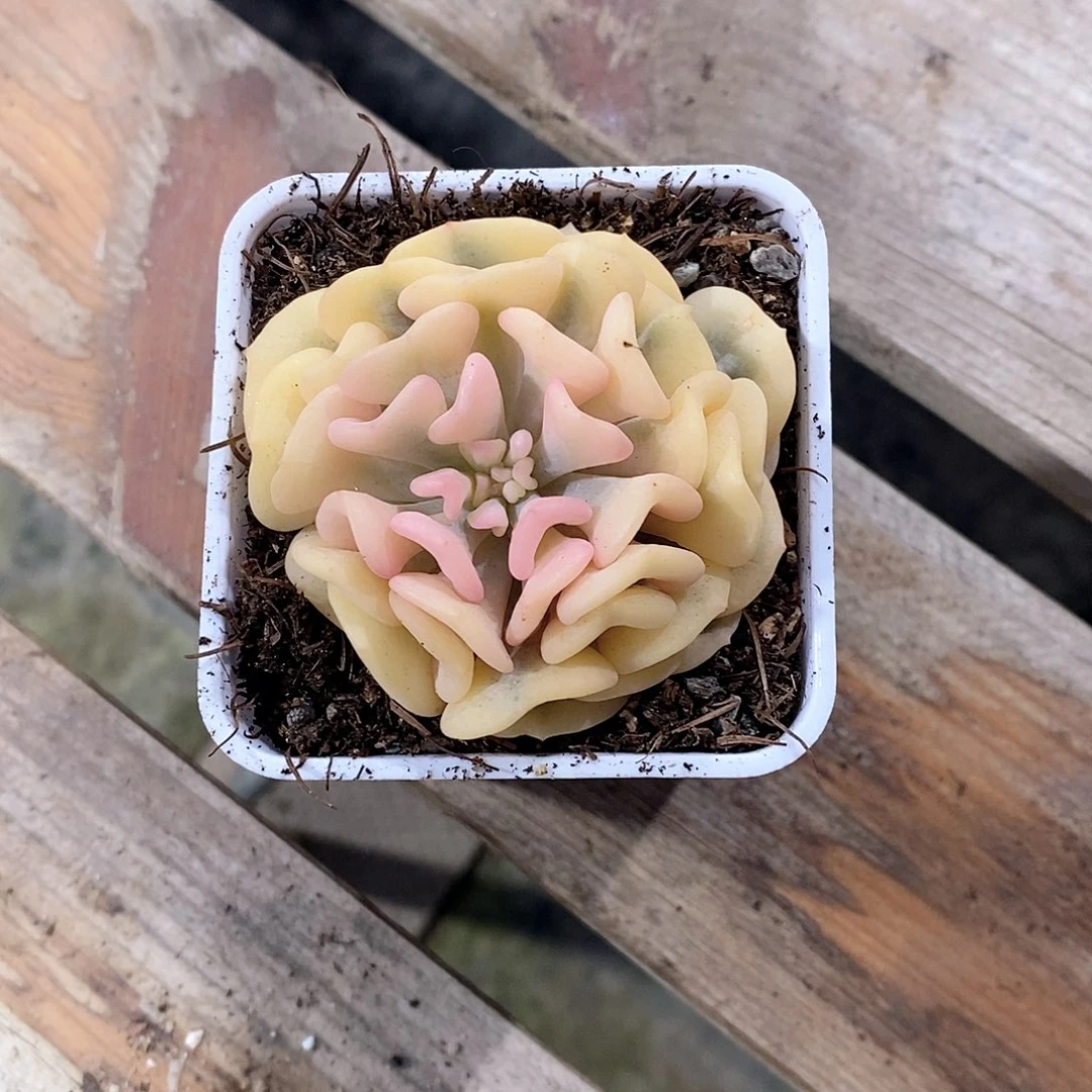 血精灵锦多肉植物多肉