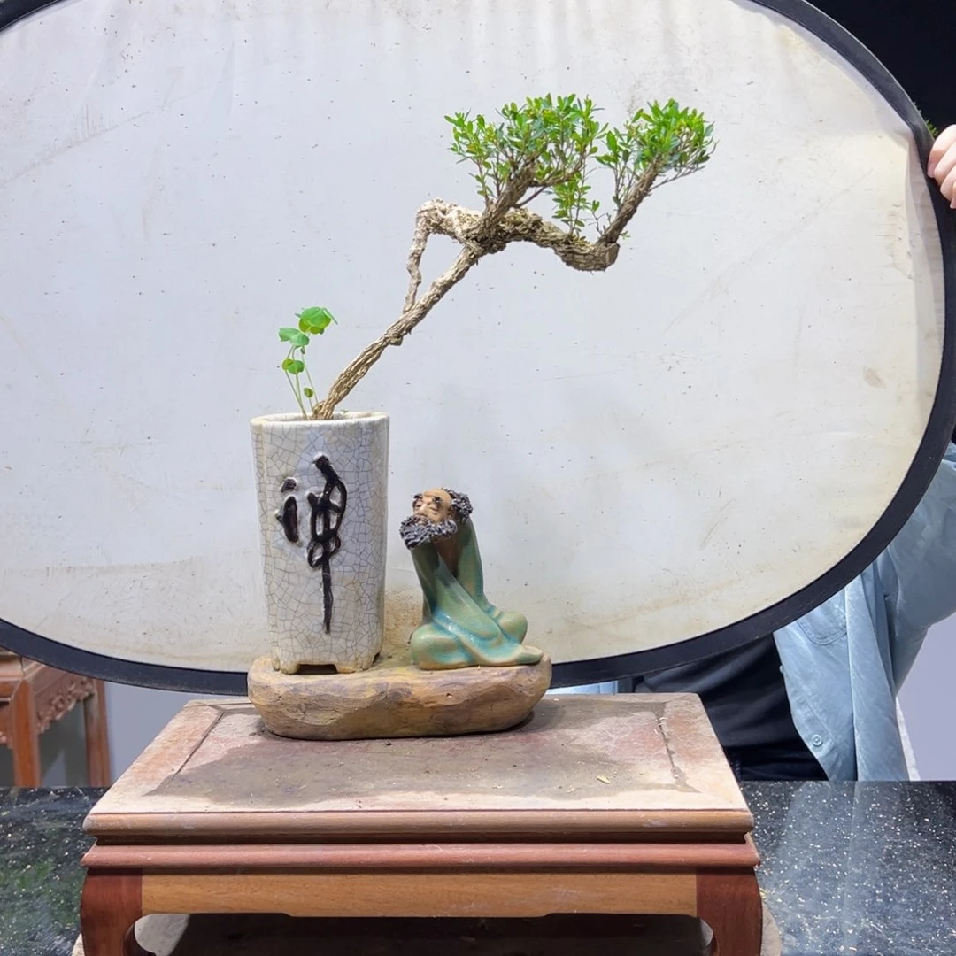 四季常青老桩黄杨盆景