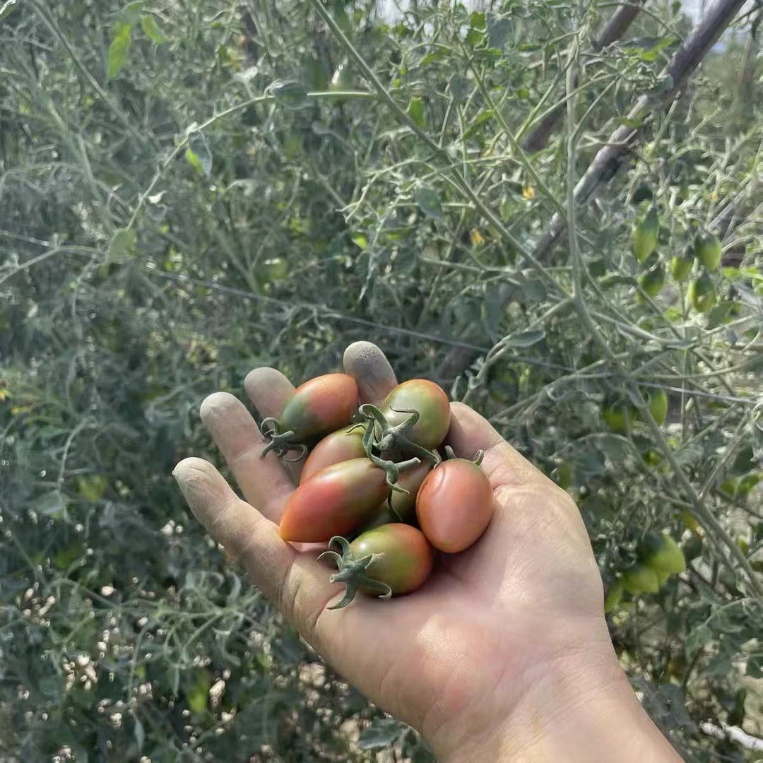顺丰包邮 紫弹头小番茄 圣女果 新鲜西红柿