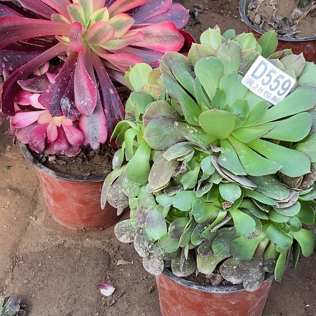 558-559万圣节缺水多肉植物