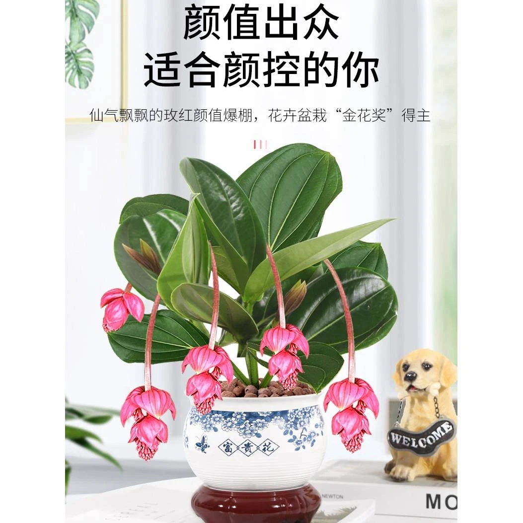 荷兰进口宝莲灯花盆栽带花苞圆叶红色四季开植物花卉美丁花卉