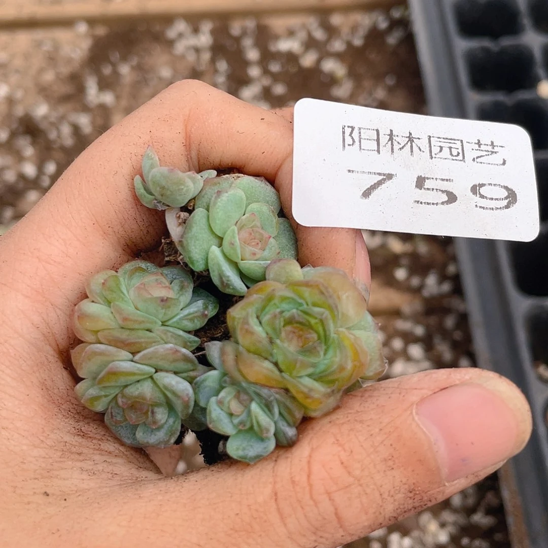 多肉植物多肉植物759