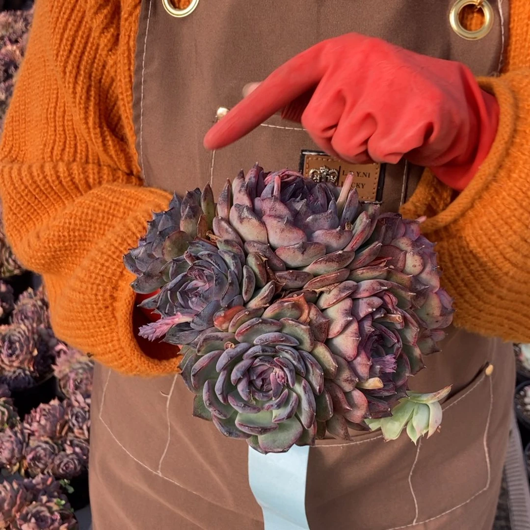 蓝色妖姬随机发货6头