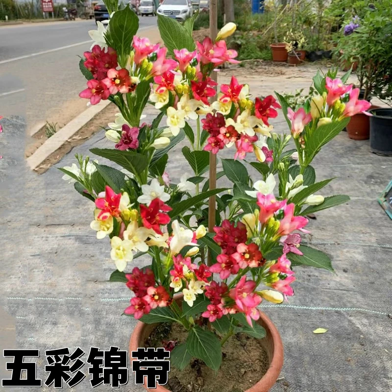 原生五彩锦带一颗