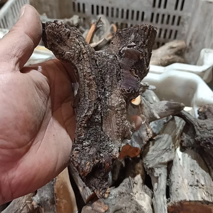 归***.柏木（崖柏）黑疙瘩毛料毛料