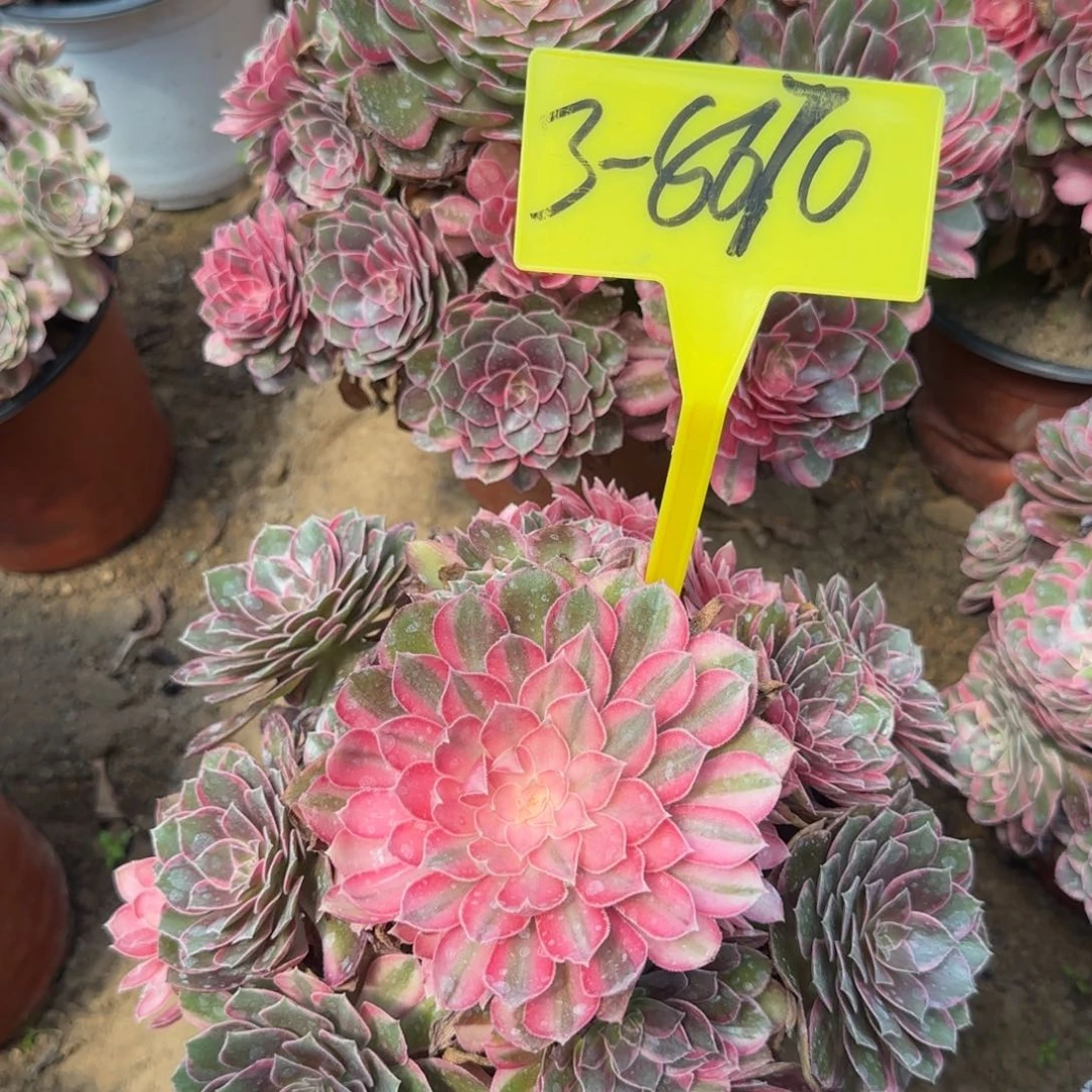 小***主3+8670++黑魔锦多头