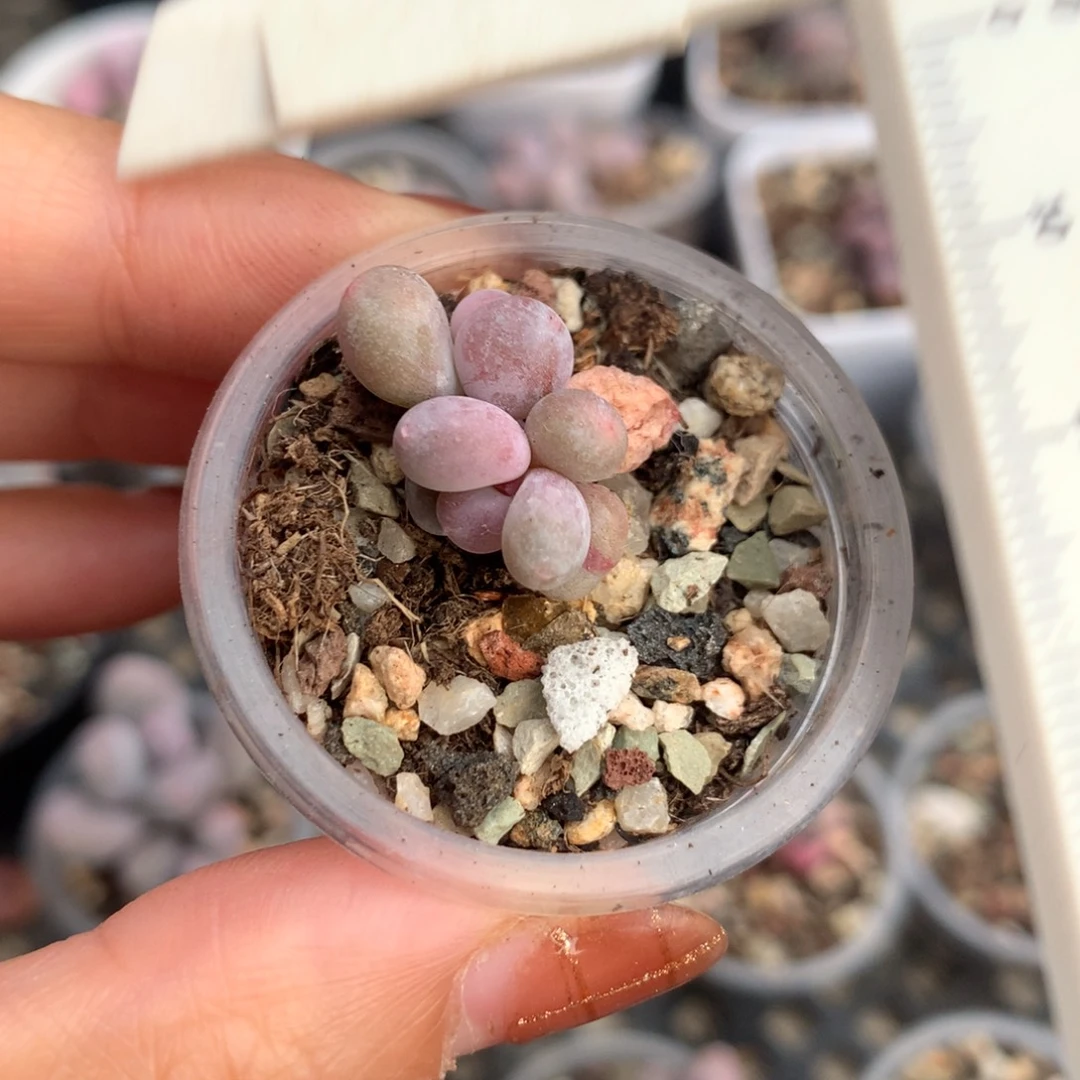 彩虹有锦基因 有红拉丝