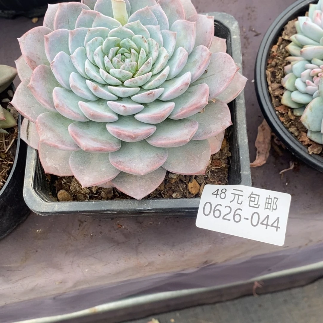 阿*夏悦多肉-0626-44恩宠