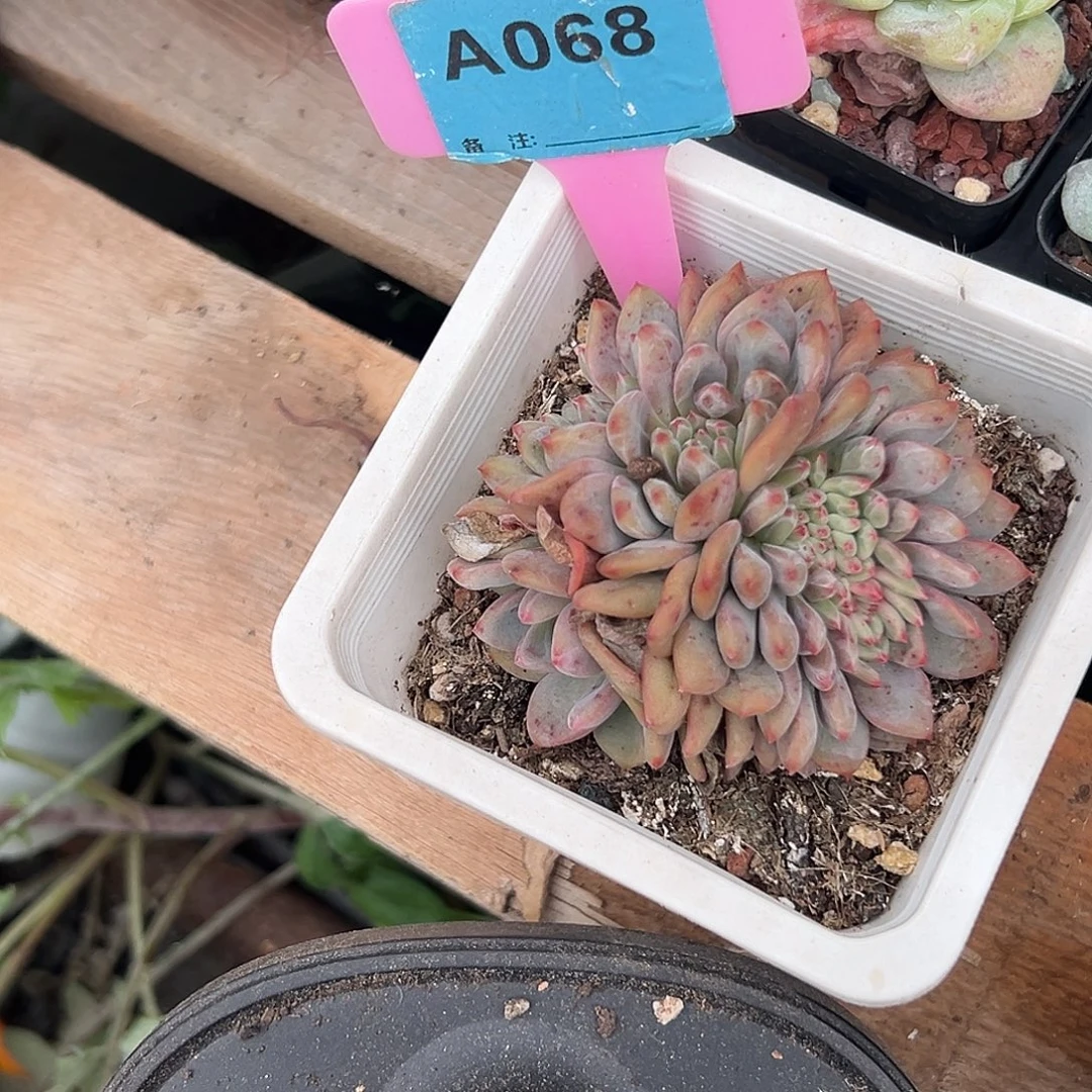 猫***城多肉植物一物一拍