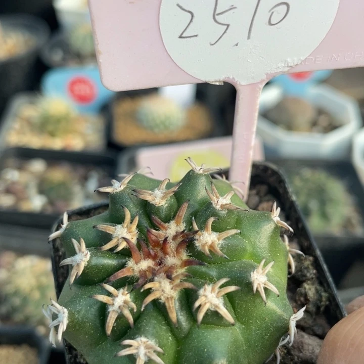 实生猫爪圆盘25–10000000