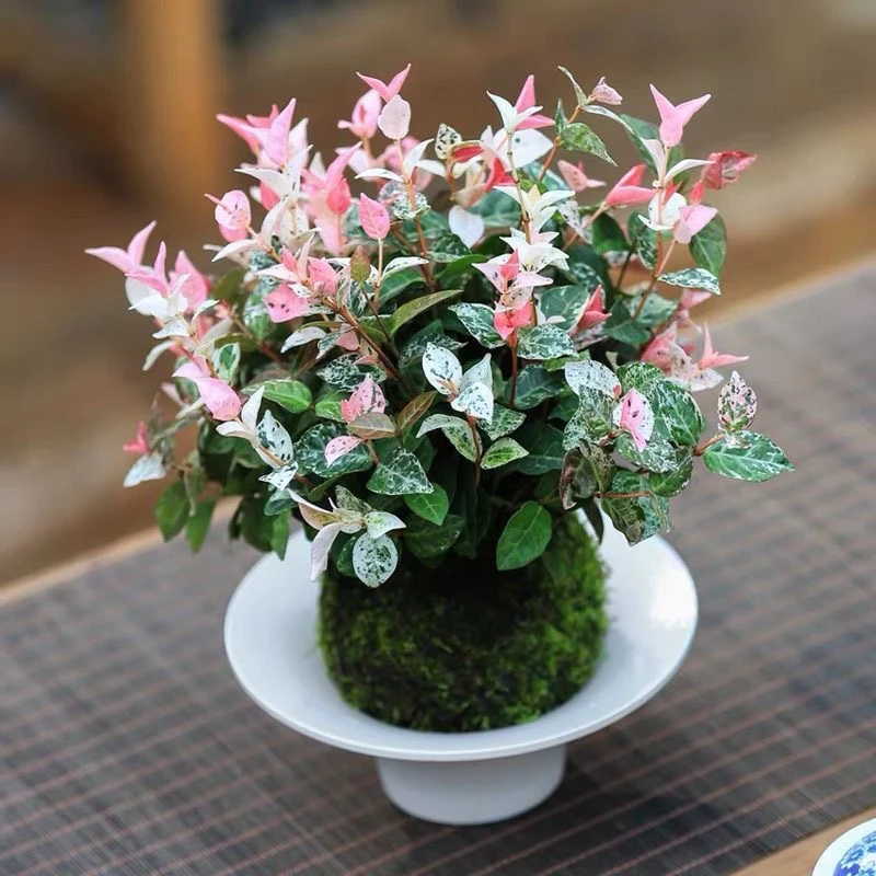 花叶络石盆栽多年生植物室外庭院种植叶子颜色多变好养