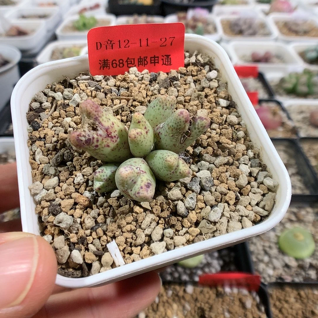 12-11-27      瑕疵草莓斑马