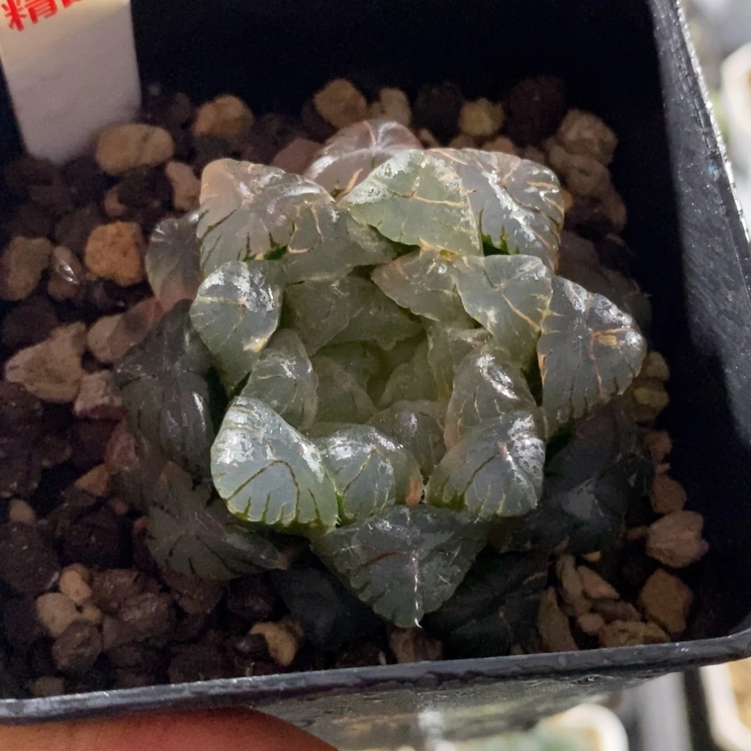 325湖水玉露锦一物一图
