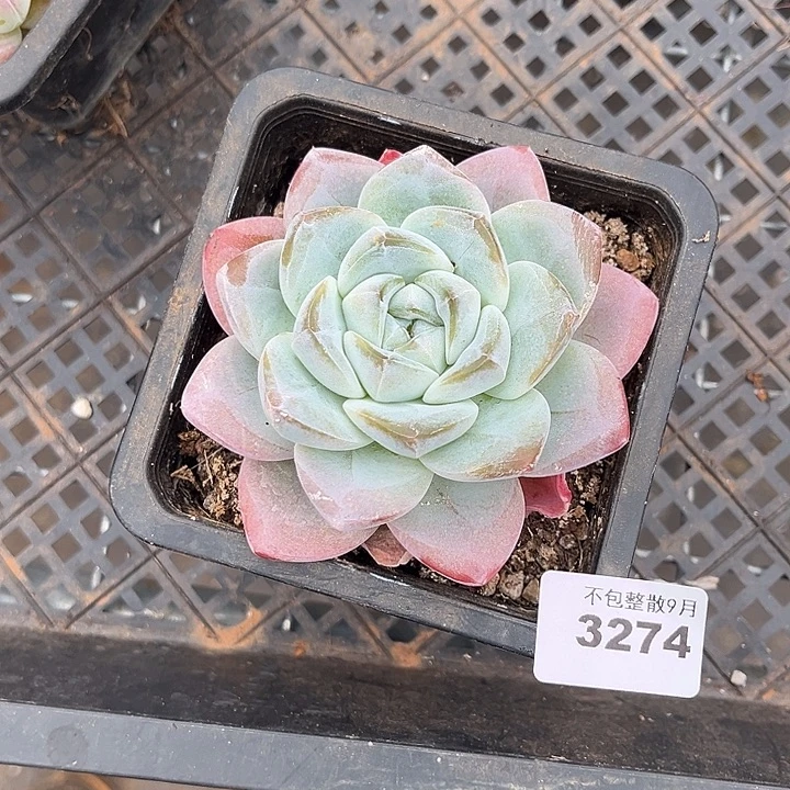 阿雅园艺。         3274