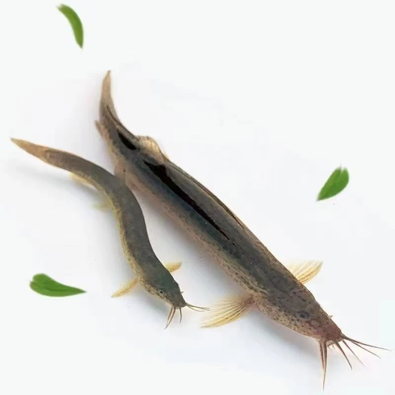 鲜活泥鳅喂鱼垂钓喂龟当地青鳅筏钓诱饵打窝