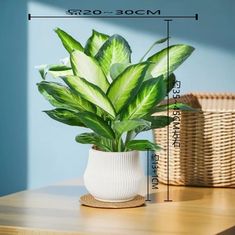 玛丽安盆栽绿植物办公室内客厅花卉四季常青懒人好养美观鲜活