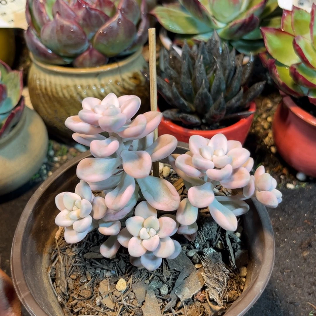 艾伦锦惊鸿一瞥多肉植物