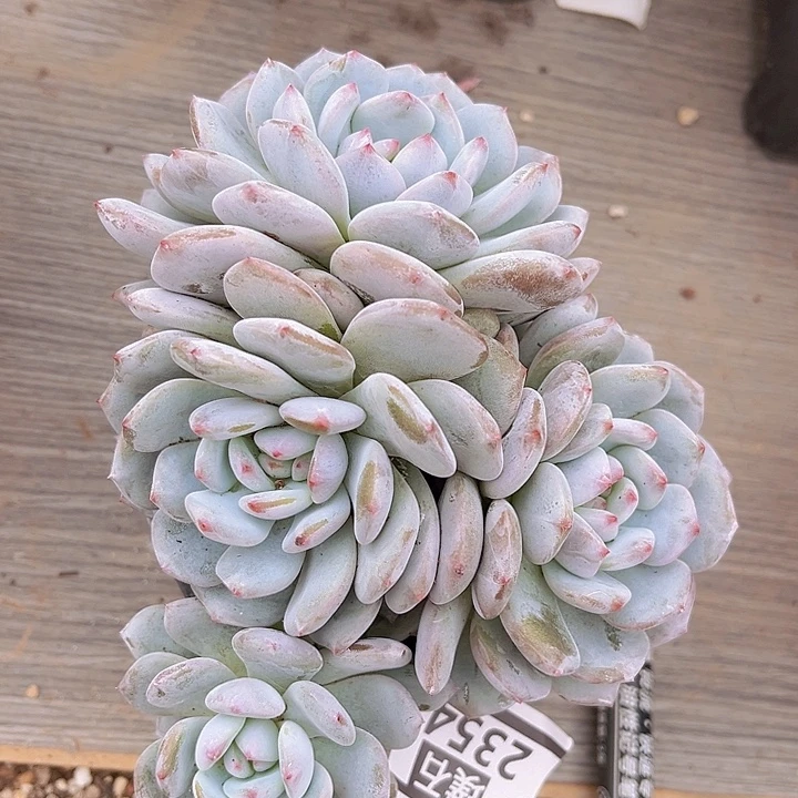 星星橙2354多肉植物