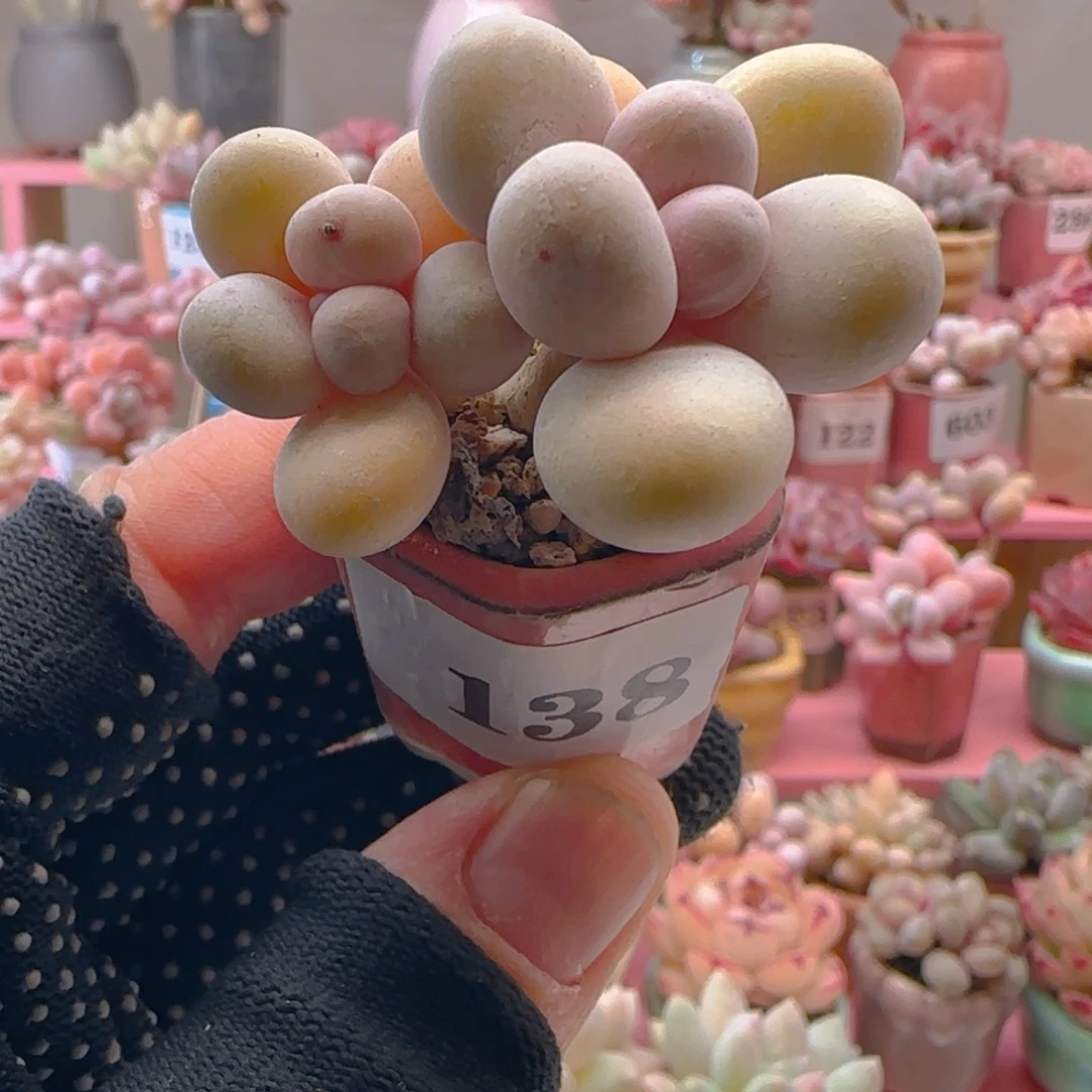 原始奶138 ，带盆土发货，满38包邮非偏远。