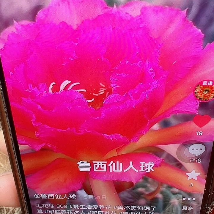 毛花柱 369 有根 瑕疵 10-15厘米