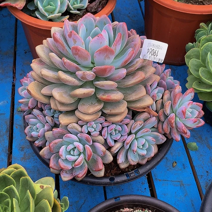 公***财    奥橙多肉19064