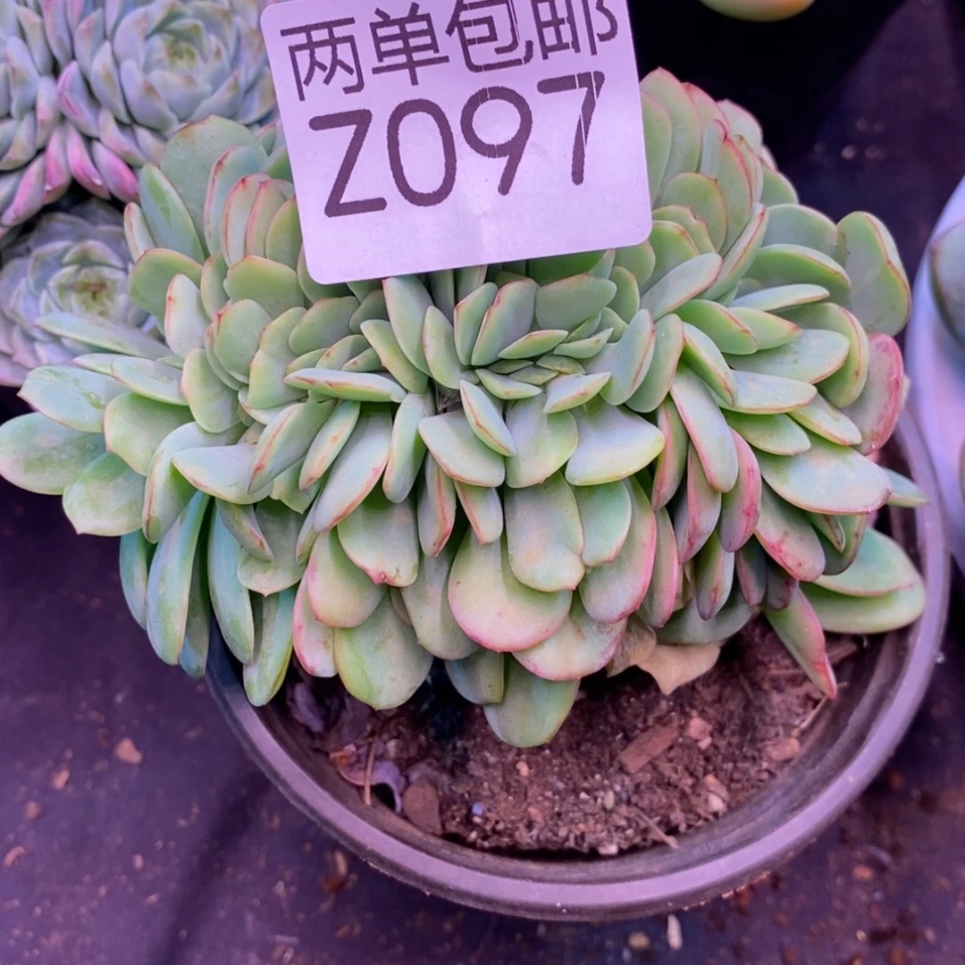 哈哈哈哈啥呀97号