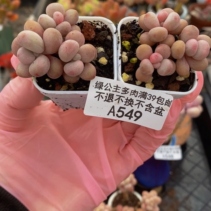 桃蛋2棵549多肉植物