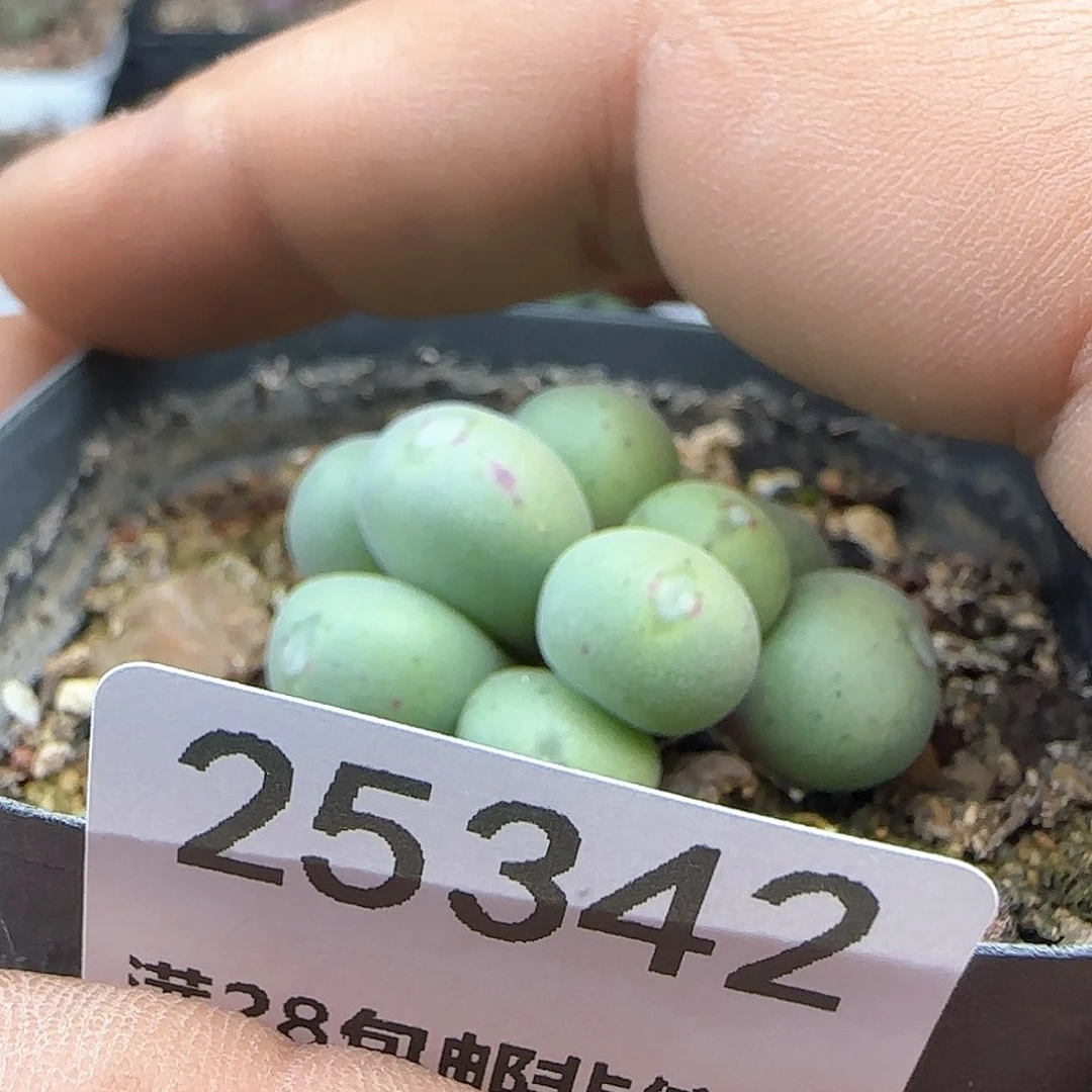 一***?满28米包邮25342