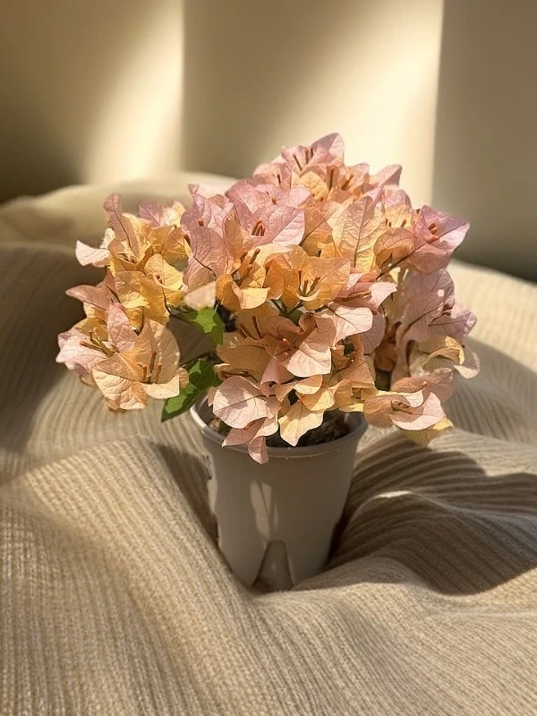 勤花多品种三角梅绿植花卉室内花卉盆栽四季开花庭院阳台好养盆栽