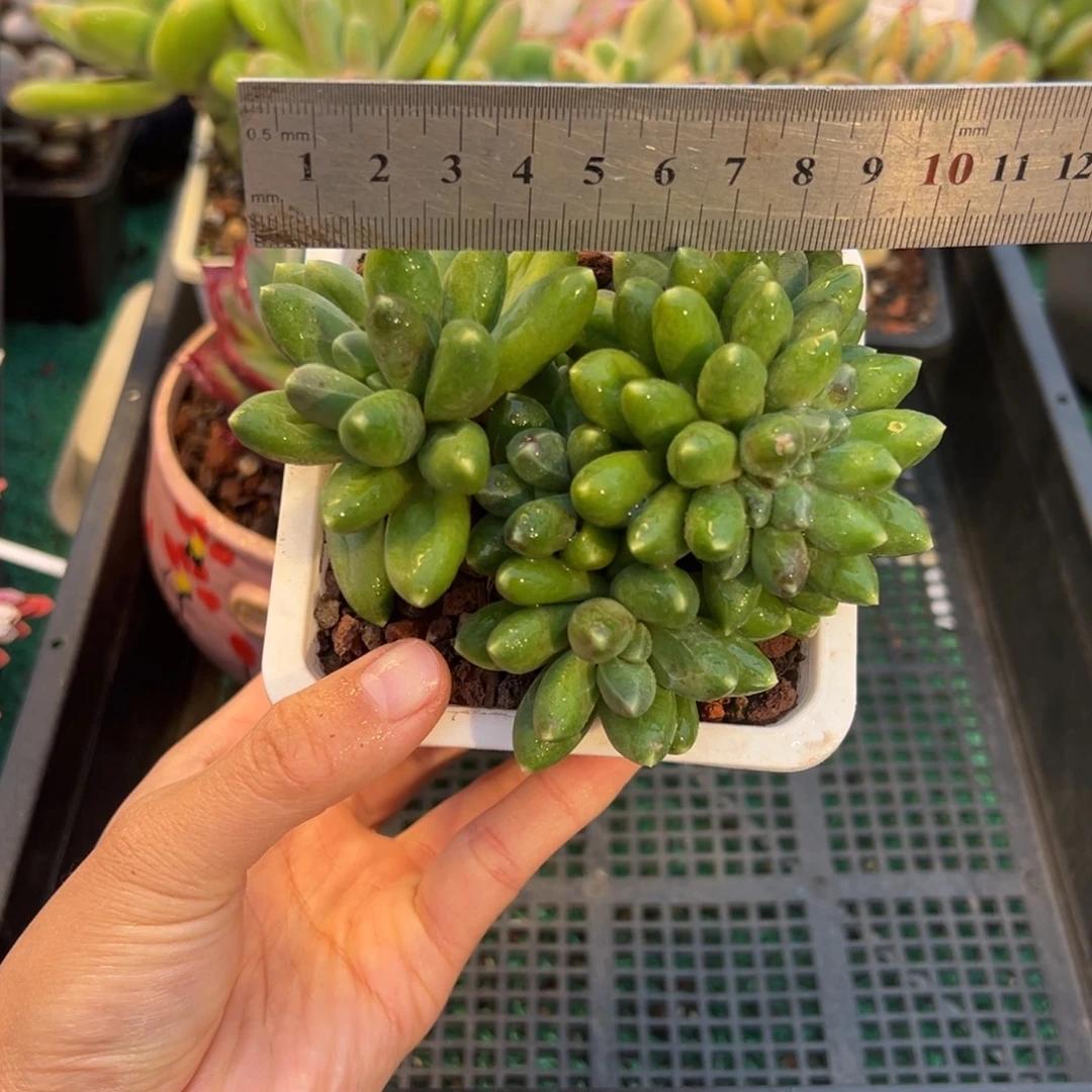 表妹精品多肉植物136.