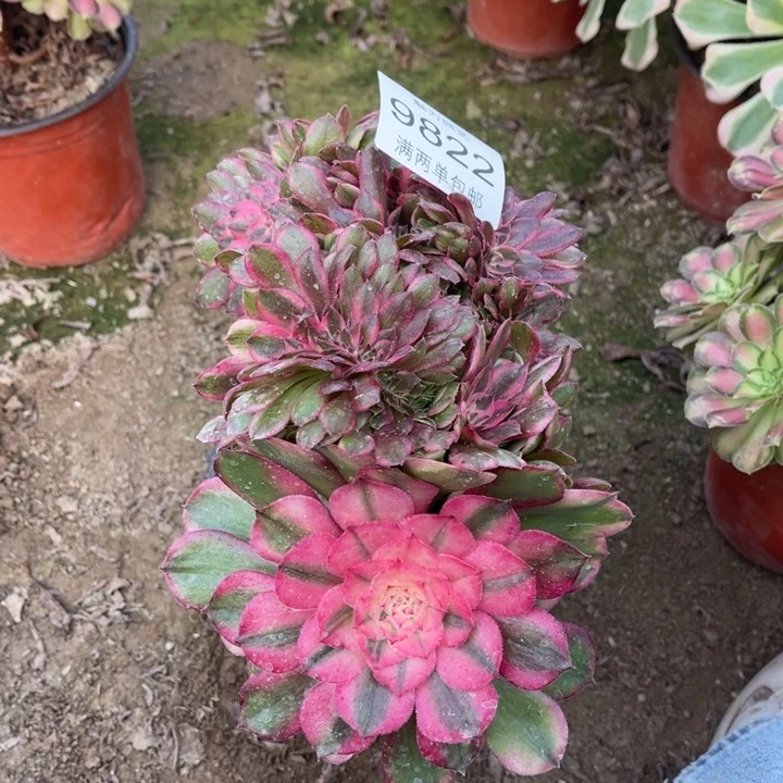 9822荔枝的人多肉的