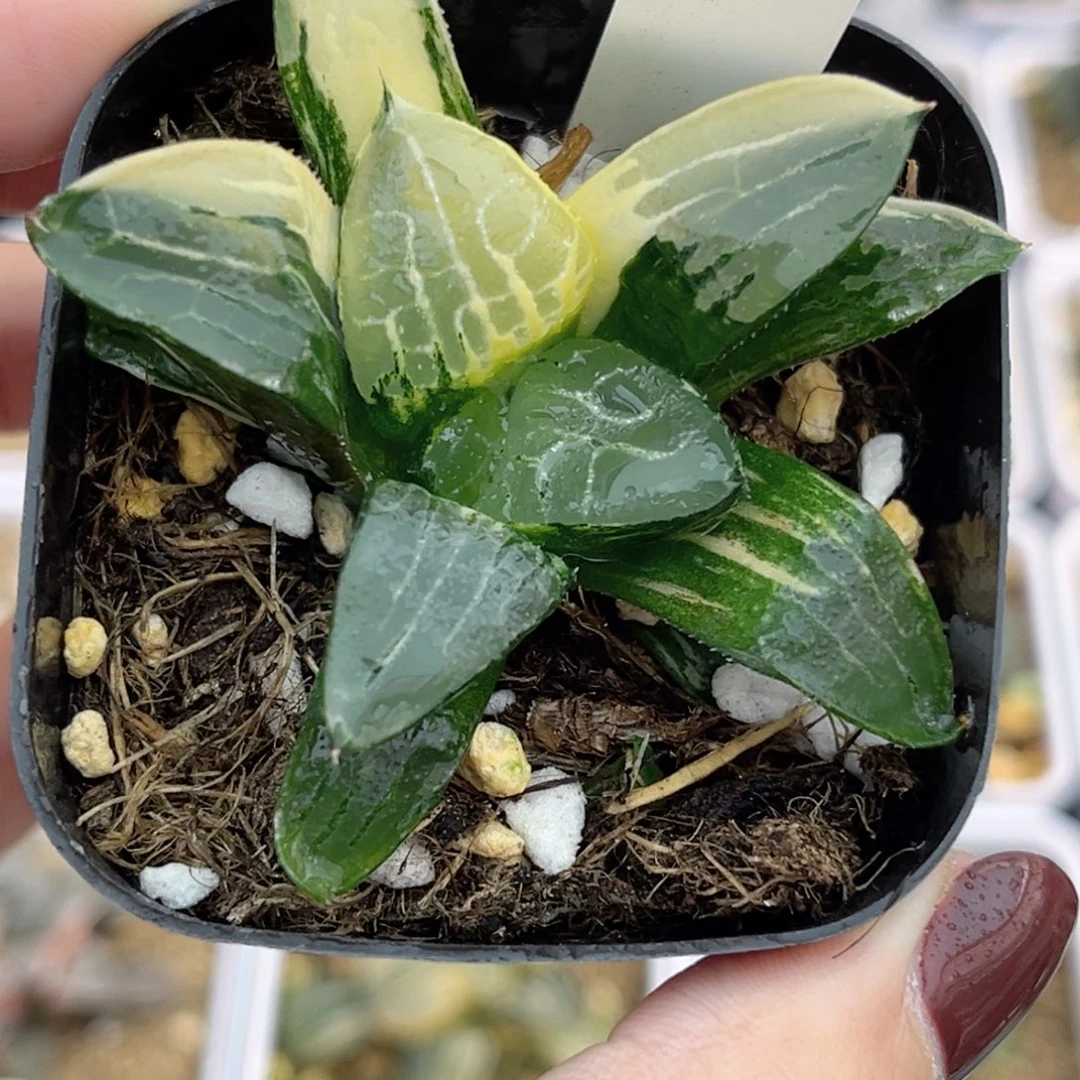 58冰河寿锦福利专场