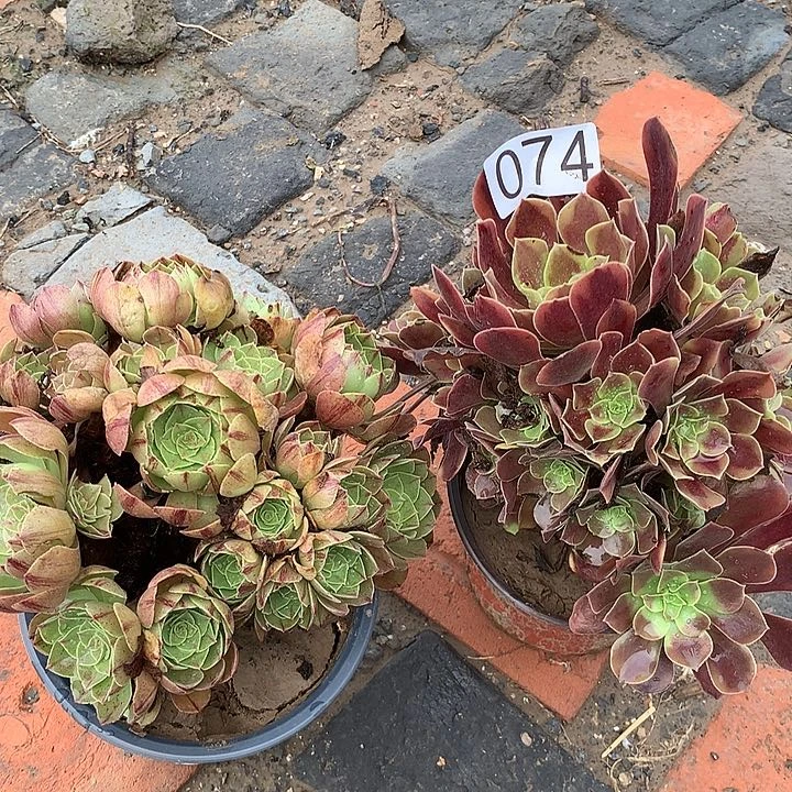 无花朵074两颗多肉植物组成
