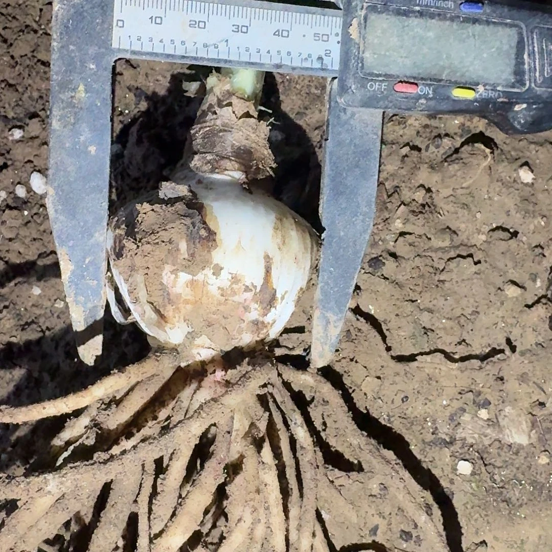 紫金5厘米裸根一棵，有掰侧痕迹