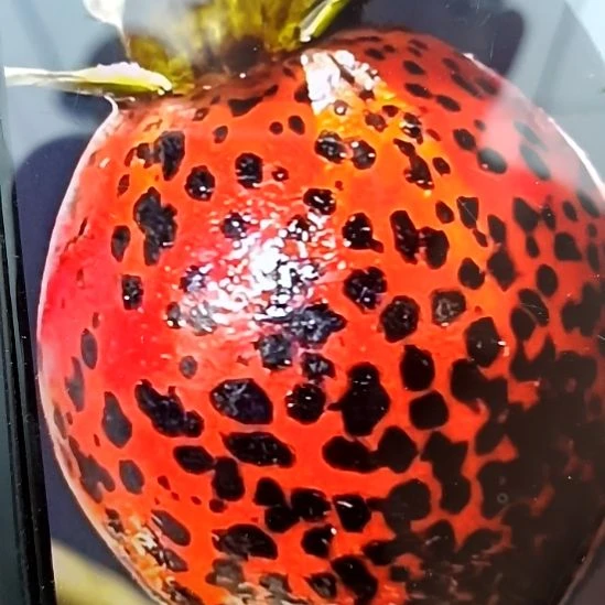 无花朵火焰根苗老鸦