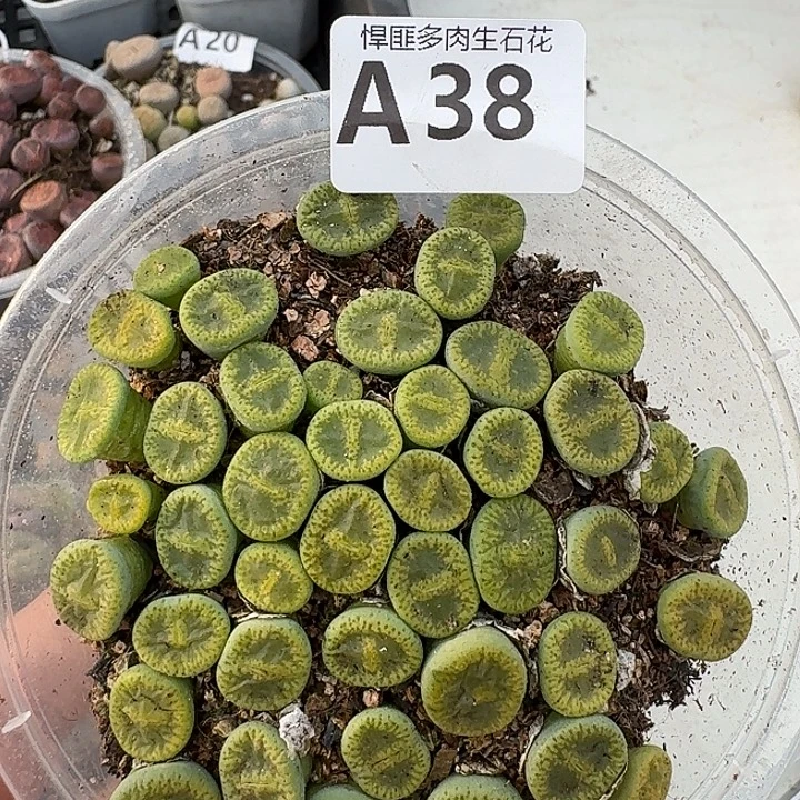 38多肉植物多肉植物