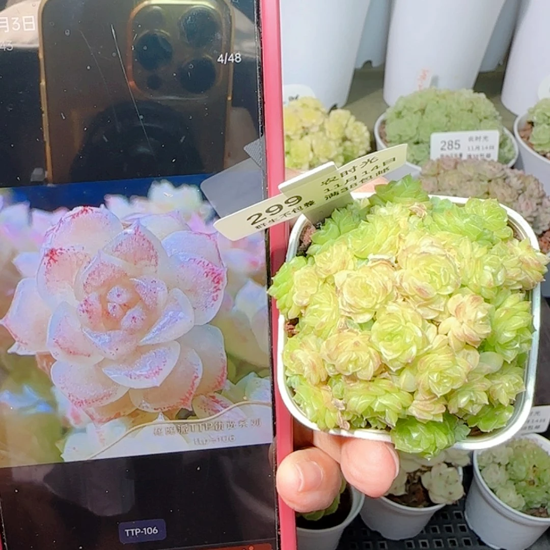 1114-299ht-106麦杆