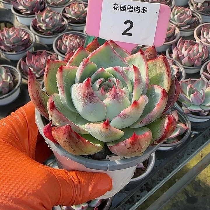 K***g2 惊鸿仙子多肉植物6-9cm