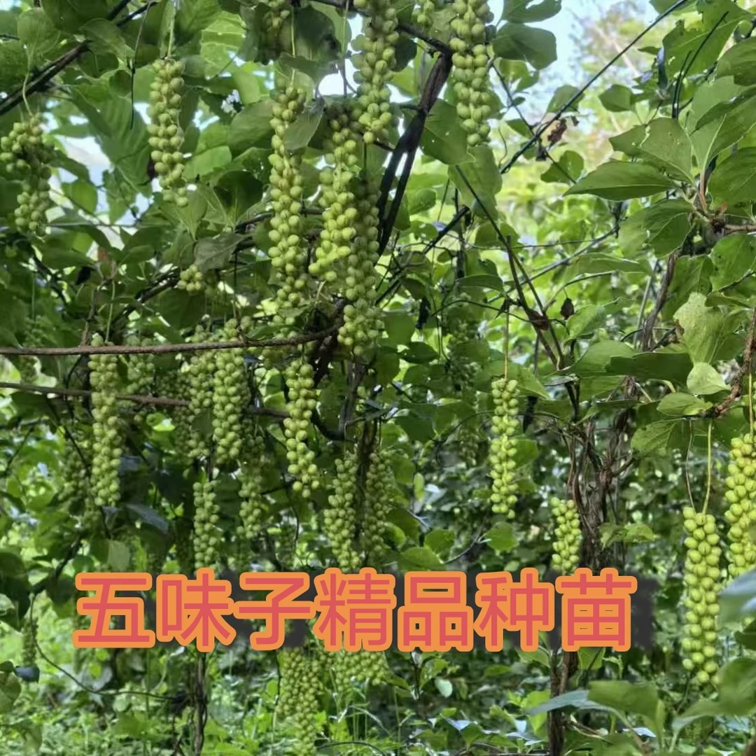 水果五味子精品种苗
