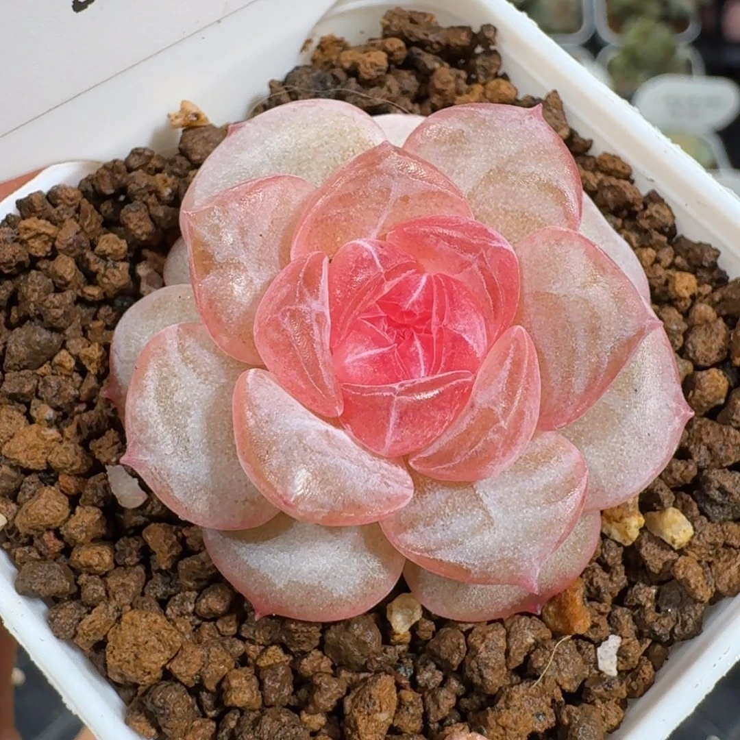 金***贝0927-137-6160单头