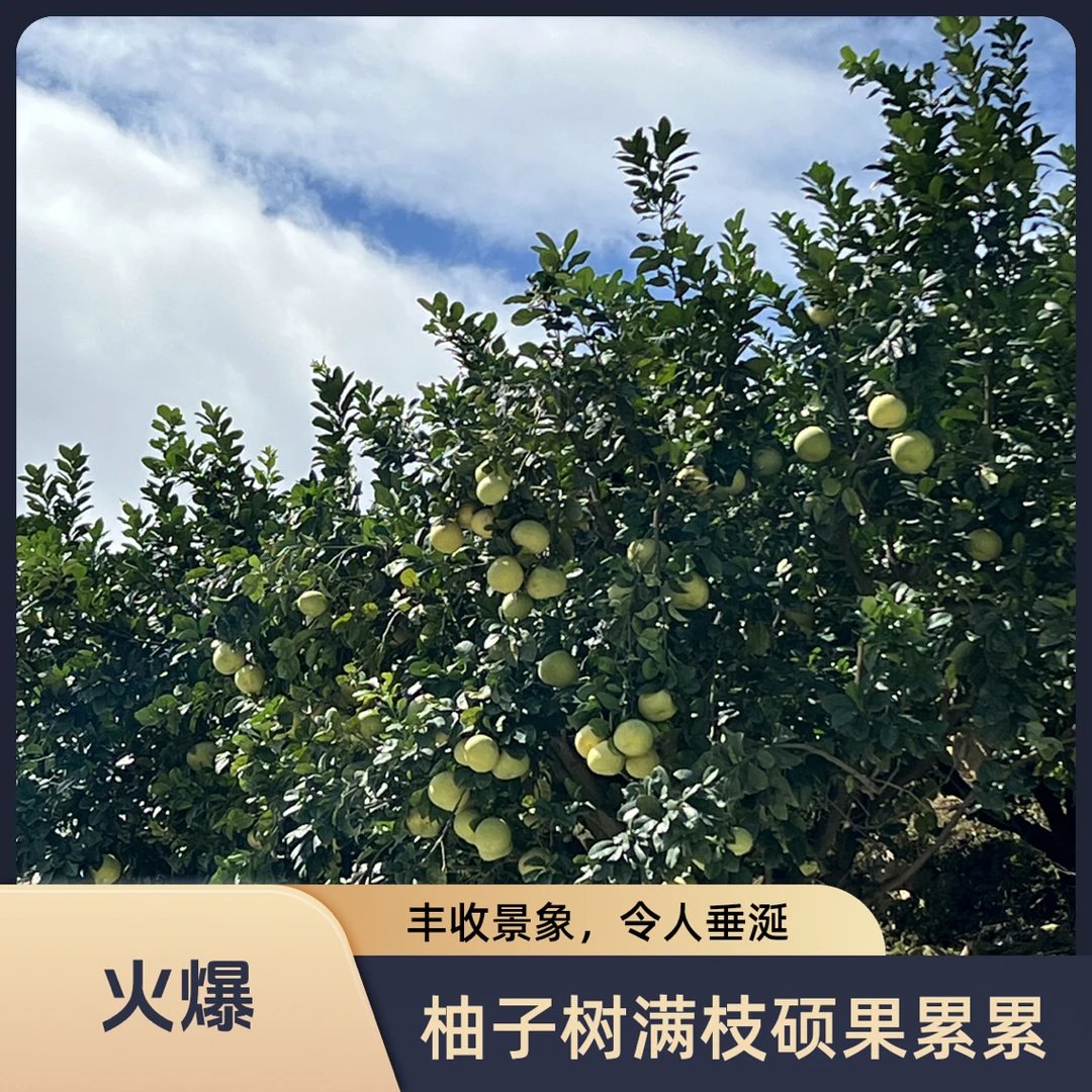 福建仙游度尾文旦柚红心老树当季新鲜水果酸甜多汁