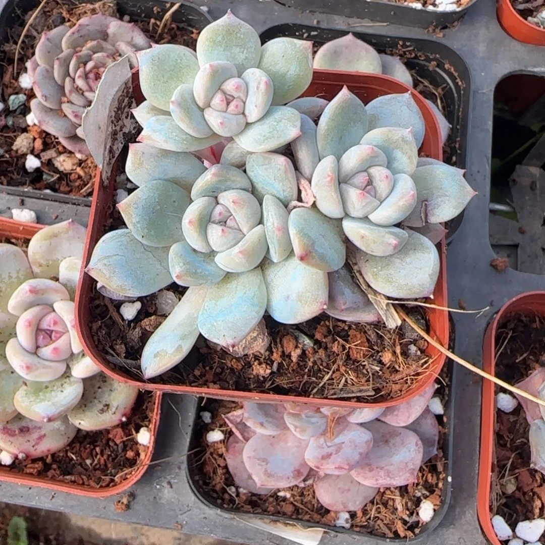 小卡拉米糖心一物一拍