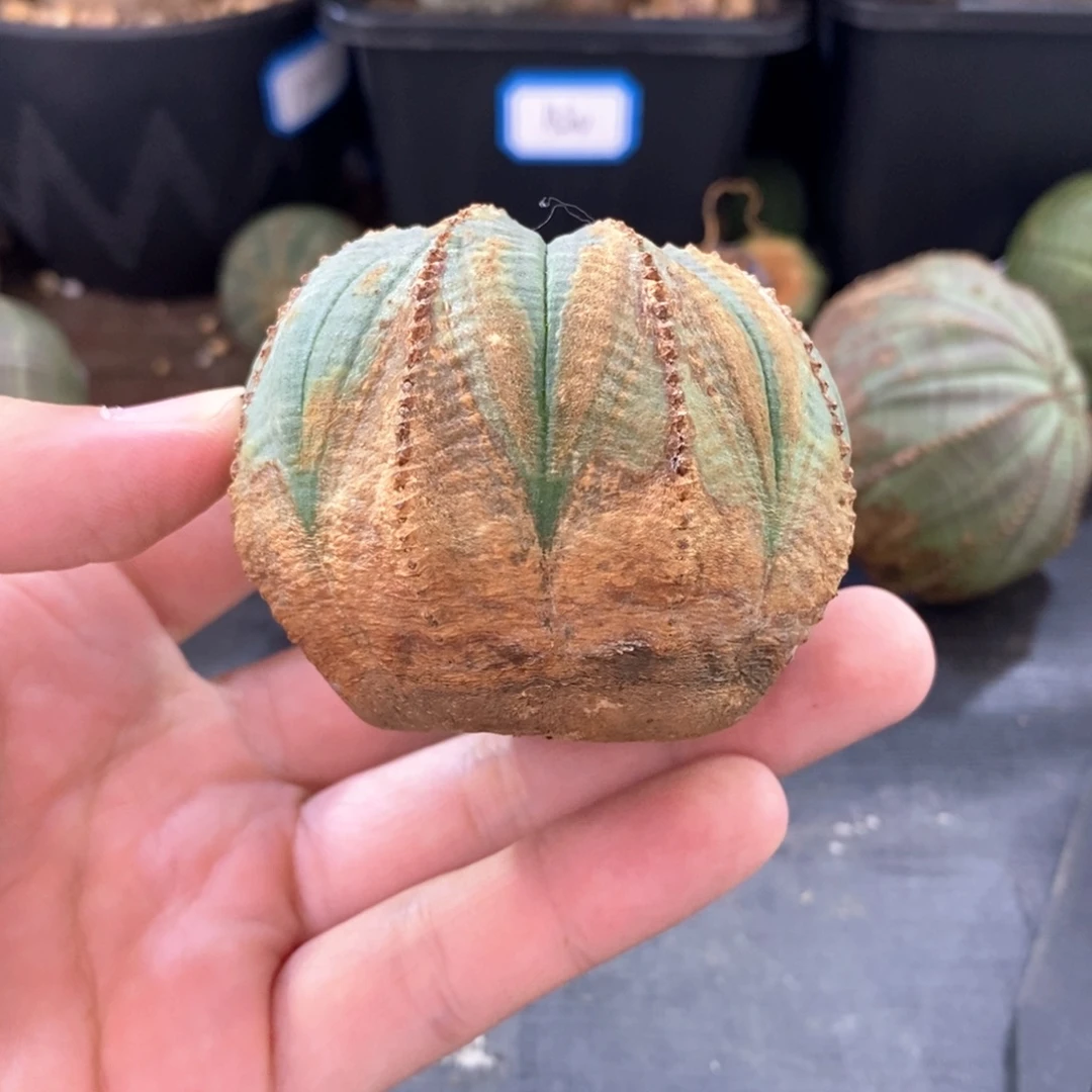 27原产地布纹球多肉植物