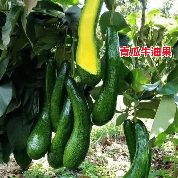 广西果树苗牛油果嫁接苗