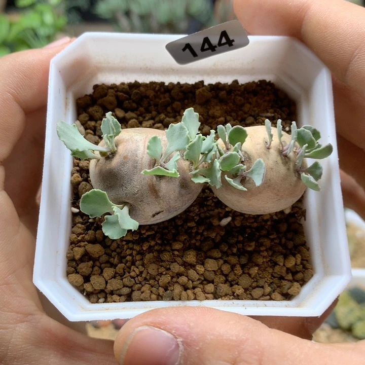 产地格加厚敦菊2颗带盆